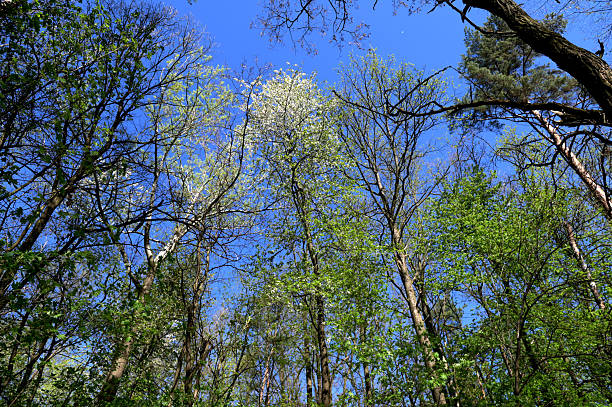 Natural green leaves and branches on background of blue sky, tree crown of trees from below upwards.Beautiful nature at morning in misty spring forest with sun