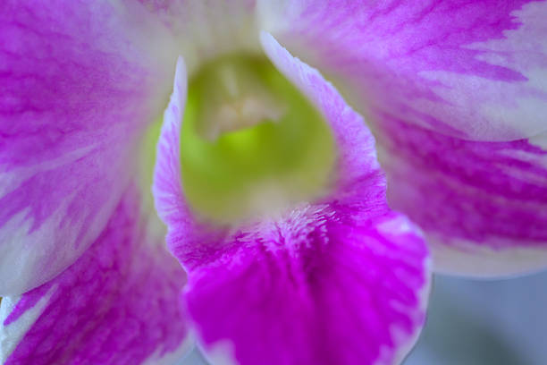 Abstract macro close-up of a pink orchid flower highlighting delicate petal textures and vibrant color, captured with shallow depth of field and a soft, blurred background.