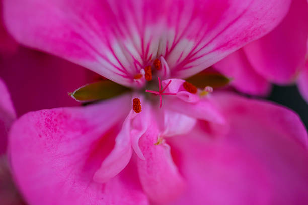 Ranunculus flower macro. Close up of ranunculus asiaticus flower petals.