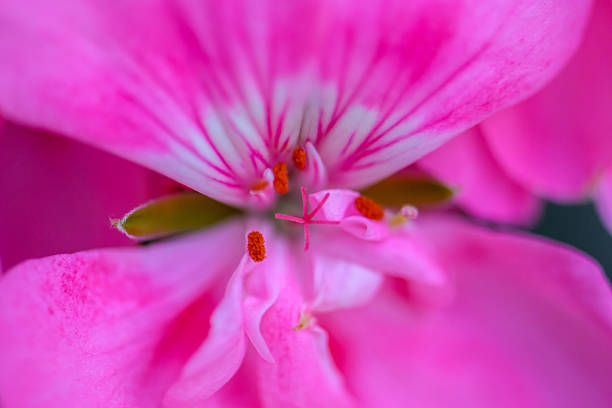 Macro close-up photograph of a pink geranium flower highlighting delicate petals, fine veins, and central stamens, captured in natural light with shallow depth of field and a soft background.