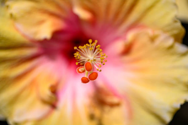 Macro close-up photographs of a hibiscus flower highlighting the prominent stamens, pollen, and layered petals in warm yellow, pink, and red tones, captured in natural light with shallow depth of field and a soft background.