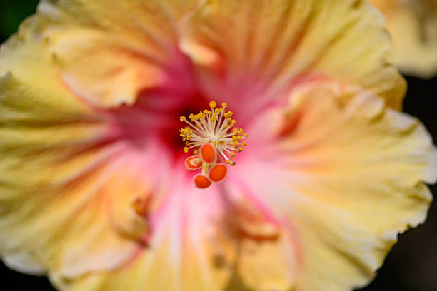 Fleur d'Hibiscus jaune et pourpre de Taïwan