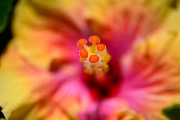 Macro close-up photographs of a hibiscus flower highlighting the prominent stamens, pollen, and layered petals in warm yellow, pink, and red tones, captured in natural light with shallow depth of field and a soft background.
