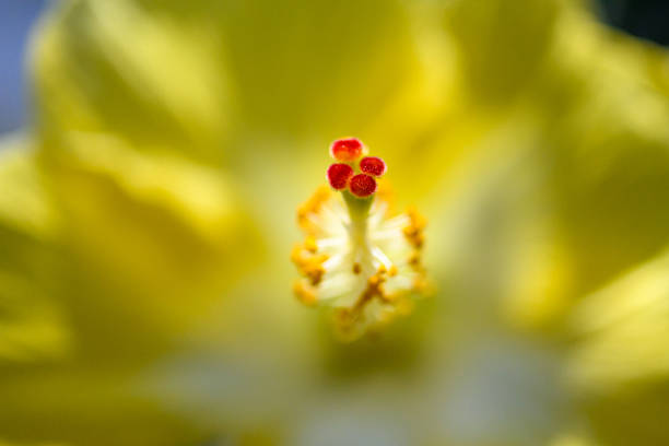 Macro close-up photograph of a yellow hibiscus flower highlighting the prominent stamens and pollen against soft yellow petals, captured in natural light with shallow depth of field and a blurred background.