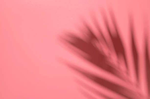 istock Sun shadow from tropical palm leaves on pink background. Abstract summer background, trendy wallpaper for design, advertising. Beach vacation and travel concept 2258060429