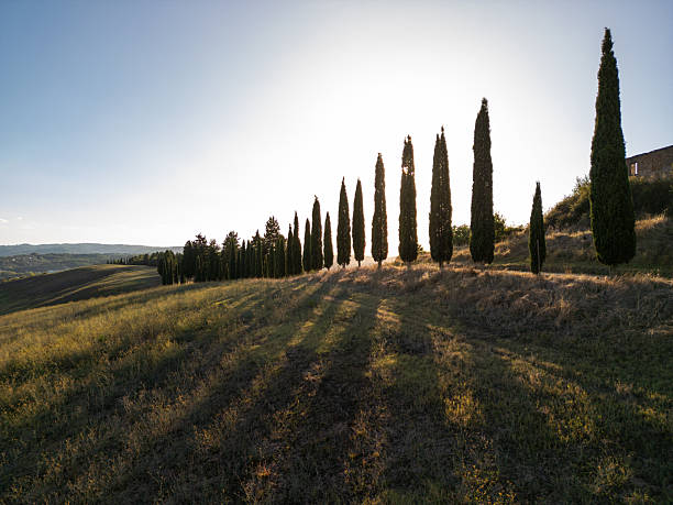 Sunlit cypress trees casting long shadows on a rolling hillside landscape at sunset. Italy Tuscany