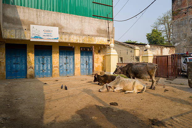 Cows and oxes are holy animals in India, they could be found anywhere in the city or countryside.