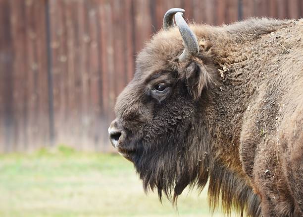 Closeup of a European bison in animal conservation park in Poland