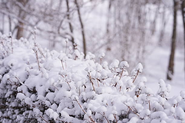 A snow covered bush with branches covered in snow. The snow is white and fluffy, giving the scene a peaceful and serene atmosphere