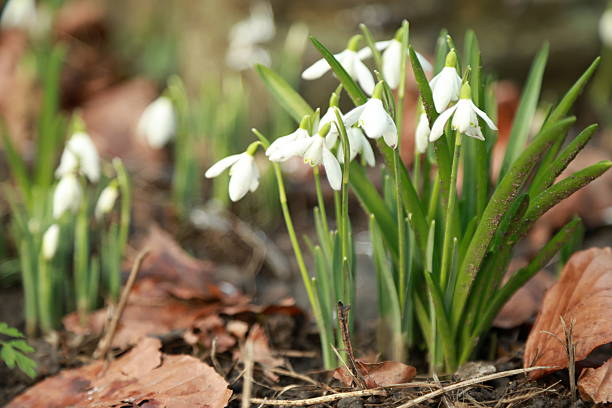 Close-up of the small  white snowdrops flowers