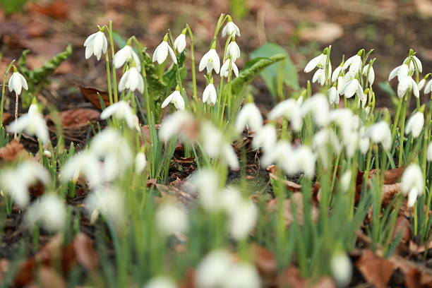 Close-up of the small  white snowdrops flowers