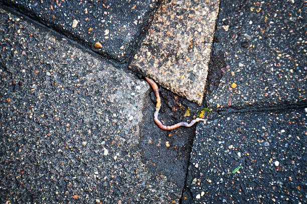 Earthworm with clitellum on a small patch of soil between granite slabs in a square. Urban nature close-up.