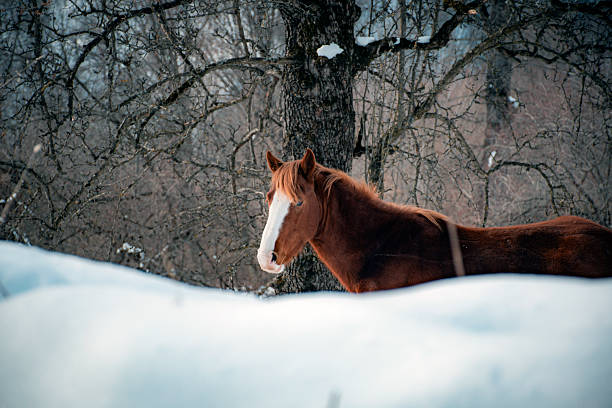 Horses in the village