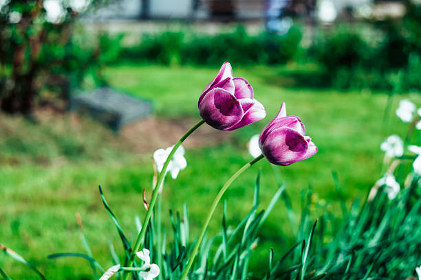 Pink tulips