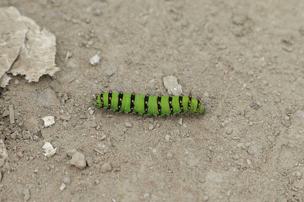 Closeup of Vibrant Green Lime Swallowtail Caterpillar Crawling on a Lime Tree Leaf