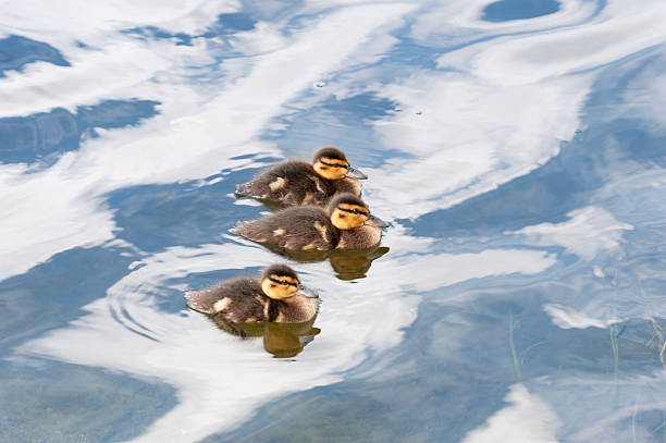 Three ducklings are swimming peacefully in a lake in Bergen (Tveitevannet) in Norway in summer (July). The blue sky and white clouds are reflected in the water. The image was captured with a professional full frame DSLR camera and a sharp lens at low ISO resulting in a clean image file suitable for printing.