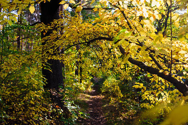 Peaceful woodland trail with golden leaves in fall season