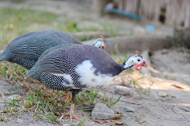 Domestic guinea fowl standing on the ground with grey spotted feathers, orange legs, and a curious look, in a rustic farm environment.