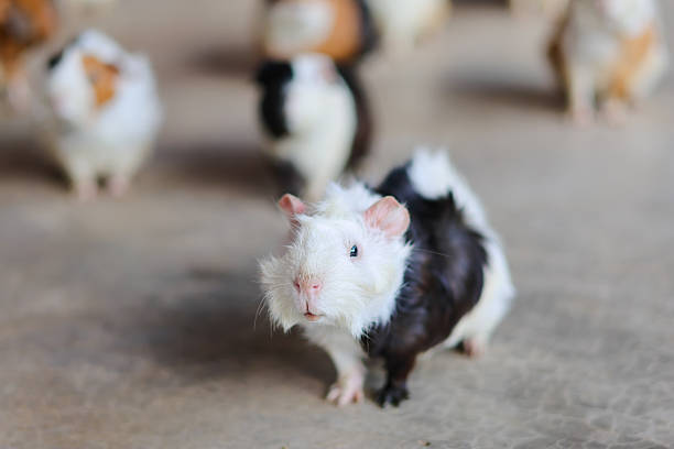 Group of hamsters on the floor indoors.
