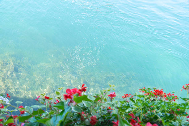 Clear turquoise water with red flowers in the foreground. Minimalistic natural background with calm mood. Concept of nature, serenity, summer and relaxation