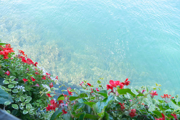 Red flowers along clear blue water creating a soft summer background. Natural light and tranquil atmosphere. Concept of nature, freshness and relaxation