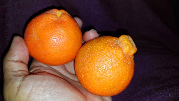 istock Vibrant Orange Mandarins Held In Hand Against Purple Background 2258079985
