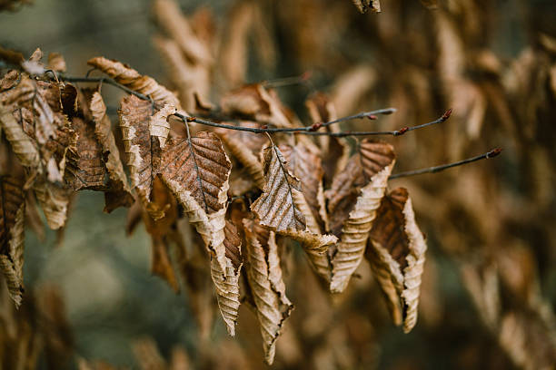 Detail view of withered leaves clinging to branches in a winter landscape. Soft background and earthy tones emphasize nature, decay, and seasonal cycles.