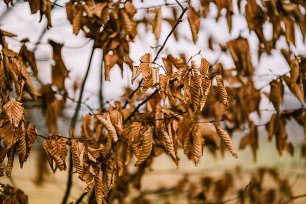 Detail view of withered leaves clinging to branches in a winter landscape. Soft background and earthy tones emphasize nature, decay, and seasonal cycles.
