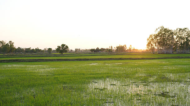 Lush green rice fields stretch under golden sunset, creating serene landscape filled with tranquility and natural beauty