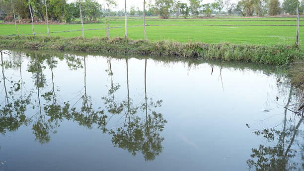 Lush green rice fields reflect in calm water, creating serene landscape with trees lining banks. Nature beauty is captured in this tranquil scene