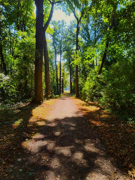 Sunlit dirt path through a green forest with tall trees in Laxenburg Castle Park near Vienna, Austria, ideal for nature and walking concepts.
