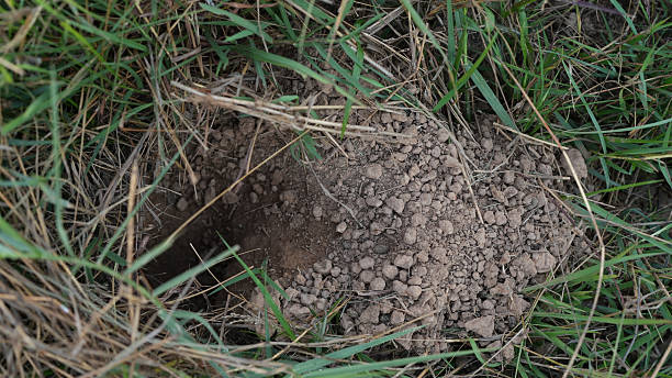 Small hole in ground surrounded by grass, showing loose soil and pebbles, indicating possible animal activity or burrowing