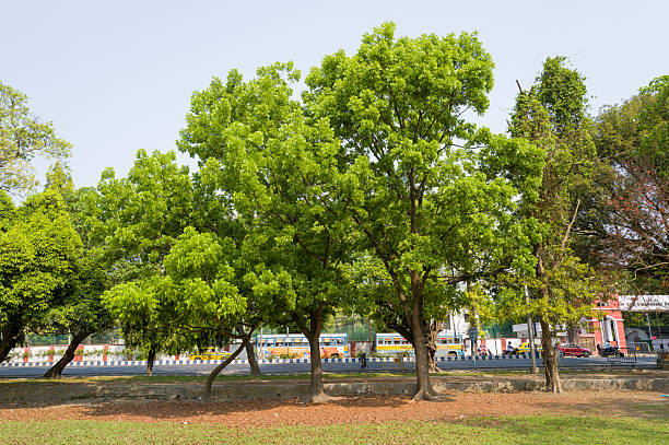 Calcutta, India - March 24, 2024: Several large leafy trees are seen on the edge of the Maidan field near a roadside, with vehicles, a bus, and buildings visible in the background under a clear sky.