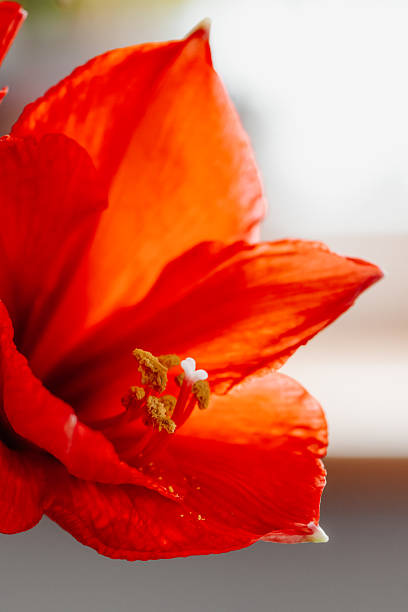 Vibrant Red Amaryllis (Hippeastrum)  Bloom with Detailed Stamens
