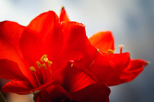 Amaryllis flower blooms in the garden with green background, Thailand.