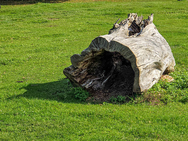 Tree natural podium for product show