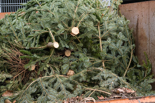 Numerous green spruce and fir trees collected for post-holiday disposal and recycling