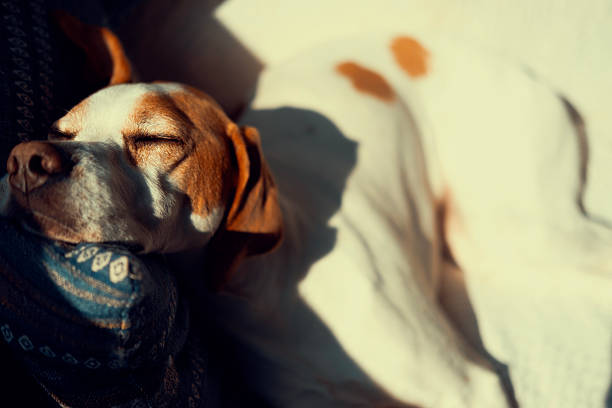 An English Pointer sleeps on a sofa with warm sunshine
