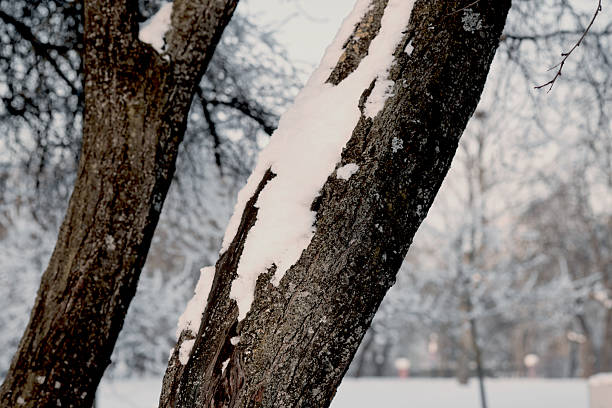 White snow rests on the rough bark of a prominent tree trunk, angled across the frame. Another tree is partially visible.