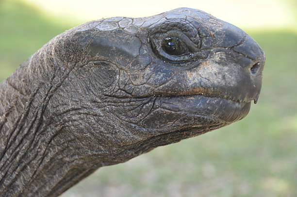 La tortue géante des Seychelles (aussi appellée tortue éléphantine) vit sur l'atoll corallien très sec et inhabité d'Aldabra. Considérée comme vulnérable par l'UICN, elle est très surveillée par le gouvernement et les organisations internationales. Elle est plus grosse que la tortue des Galapagos.Avec son long cou, elle peut atteindre des branches à un mètre de hauteur. Comme toutes les tortues, elle n’a pas de dents mais un bec très acéré qui coupe les végétaux.