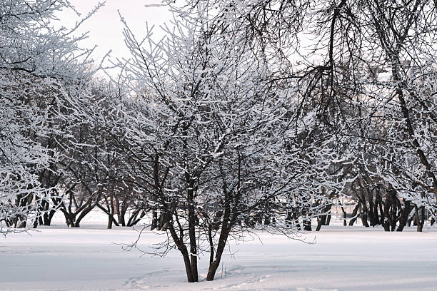 Snow-Covered Bare Tree Branches in a Winter Forest