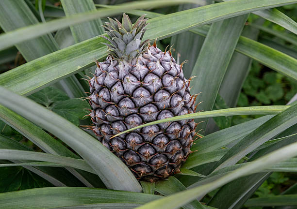Pineapples in the field - tropical fruits