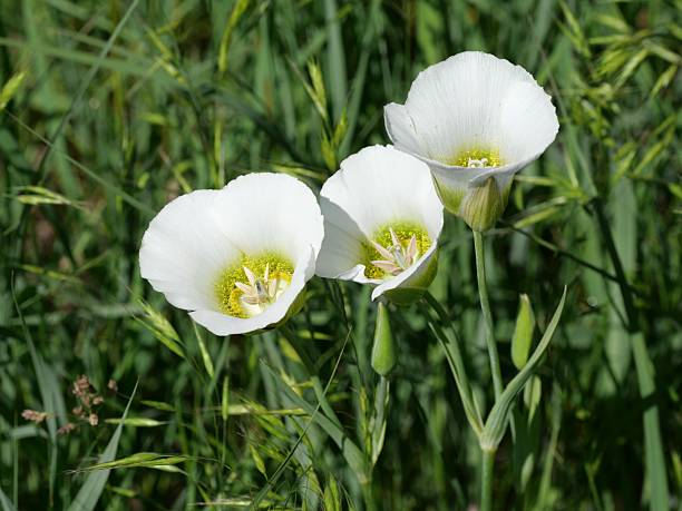 Three white lily wildflowers blooming in summer, featuring delicate white petals and yellow centers against a natural grass background. This floral nature image represents seasonal growth, botanical beauty, and outdoor landscapes with no people.
