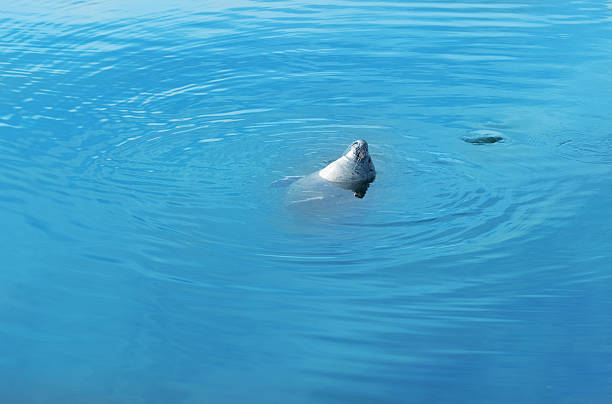 Harbour seal Phoca vitulina swimming in clear blue water Norway