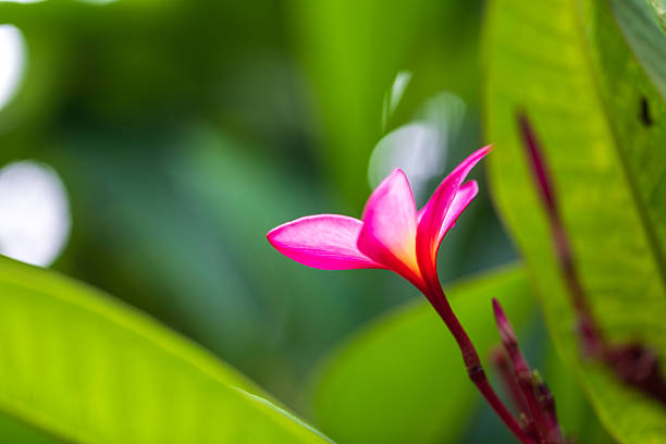 The blooming frangipani has petals that are a gradient of pink and bright yellow.