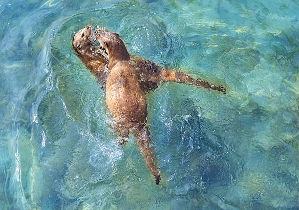 Asian Small-Clawed Otter (Aonyx cinereus)