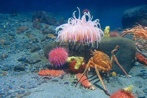 Metridium senile anemone with Paromola cuvieri crab in Norway marine habitat