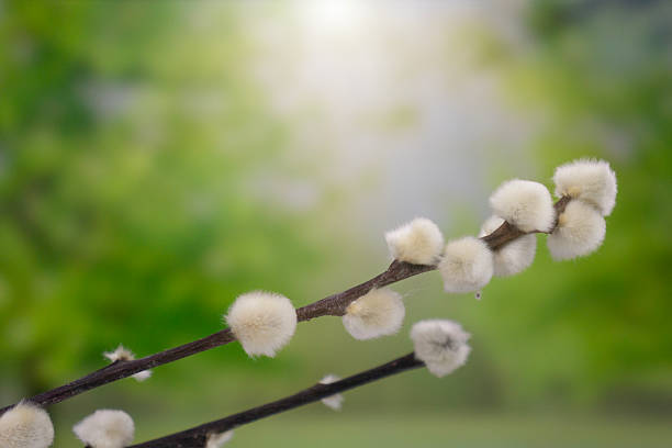 willow branch inflorescences in a vase by the window in a room by the window in natural light with differentiated focal length