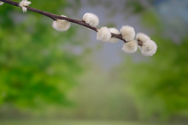 Soft focus pussy willow branches with fuzzy catkins against a green background, symbolizing early spring, freshness, and calm natural beauty.