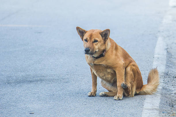 A curious dog lies on a concrete surface, its eyes locked onto the camera lens with an inquisitive expression. Its relaxed posture contrasts with its focused gaze, as if wondering about the observer. The neutral background emphasizes the dog’s personality, capturing a candid and heartwarming moment.